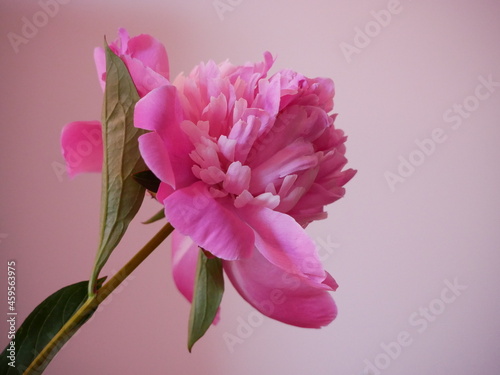 pink peony