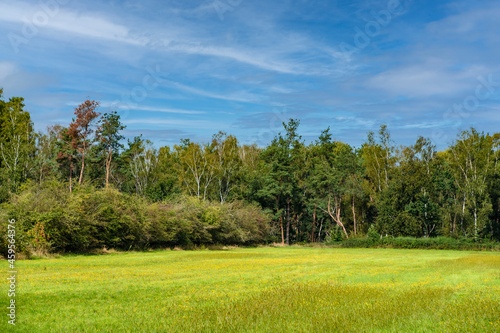 Dutch summer landscape with trees, green grass and blue sky - Limburg, Maasduinen