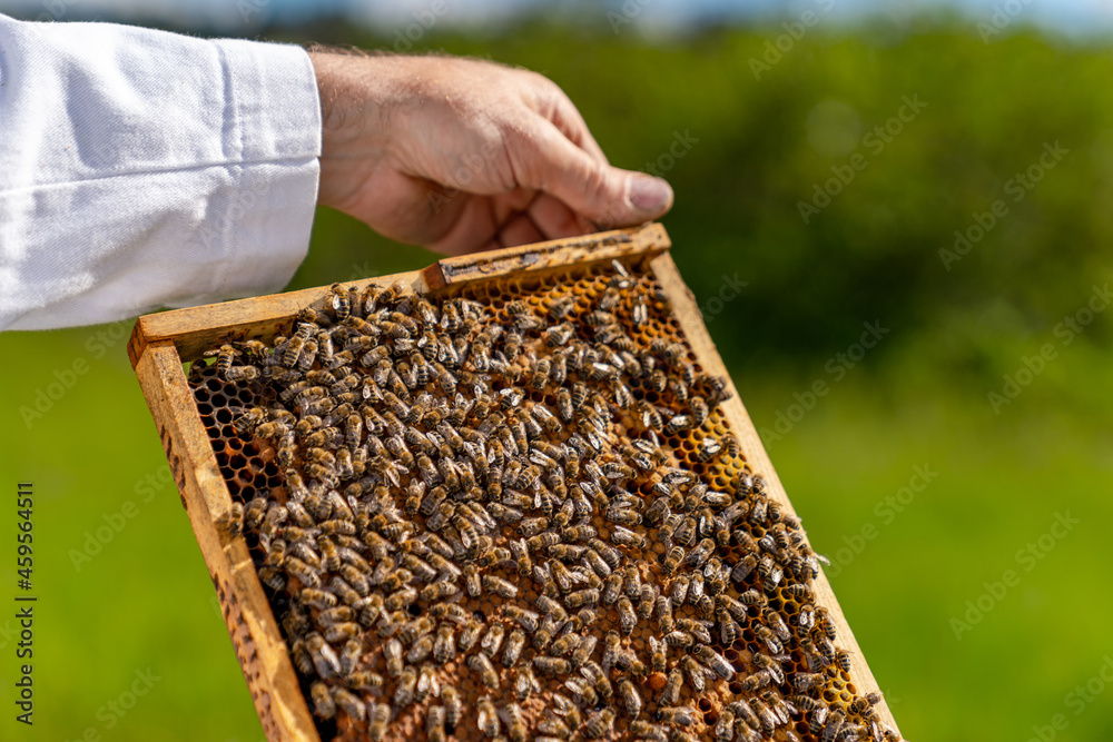 Wooden honey frame holding in hands. Beekeeper holding a honeycomb full of bees. Cropped view Wooden honey frame holding in hands. Beekeeper holding a honeycomb full of bees. Cropped view