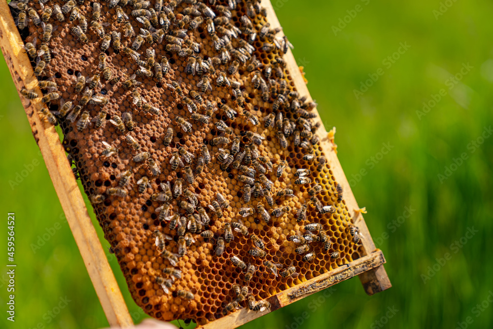 Working bees on honey cells. Frame covered with bees. Closeup view. Green grass background Working bees on honey cells. Frame covered with bees. Closeup view. Green grass background