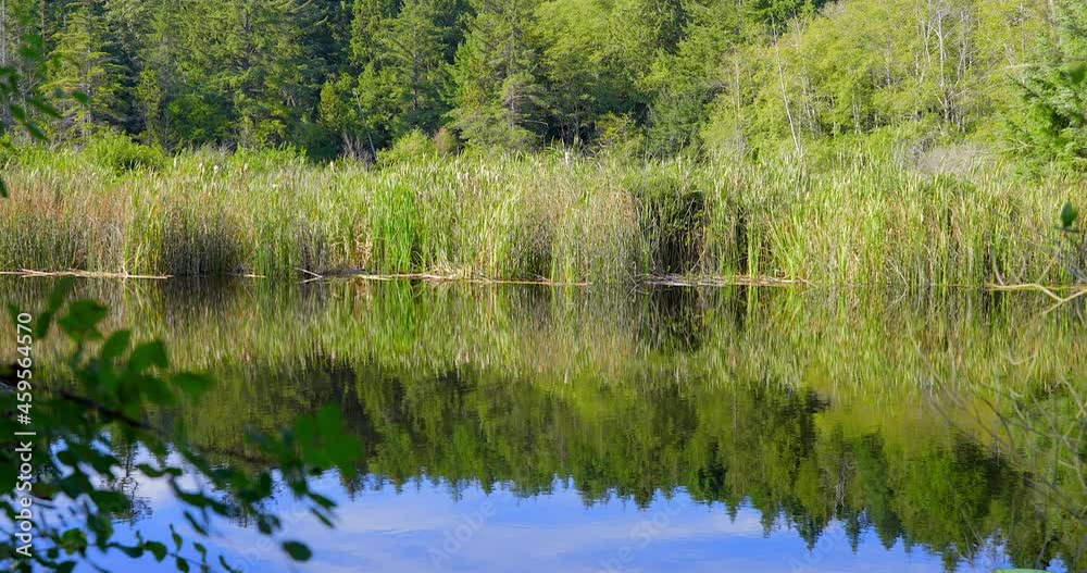 Establishing shot of Swamp in the Park with Wildlife in Vancouver, Canada, North America. Day time on September 2021. Still camera view. ProRes 422 HQ. Establishing shot of Swamp in the Park with Wildlife in Vancouver, Canada, North America. Day time on September 2021. Still camera view. ProRes 422 HQ.