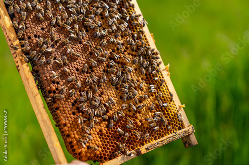 Working bees on honey cells. Frame covered with bees. Closeup view. Green grass background