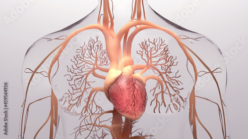 Human heart, 3d rendering, medically accurate illustration of the human heart anatomy
 with venous system photo