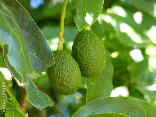 Avocadi appesi ad un albero a Madeira in Portogallo.