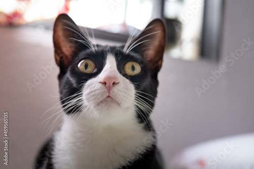 Gata preta e branca de olhos amarelos, olhando curiosa com janela ao fundo 