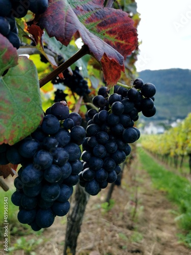 Closeup detail view of purple blue black wine grapes, vine fruit on farm plantation