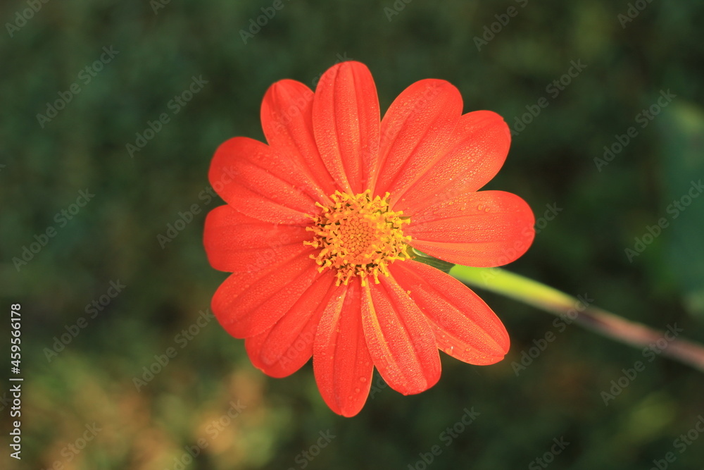 bright orange mexican sunflower with dew in autumn bright orange mexican sunflower with dew in autumn