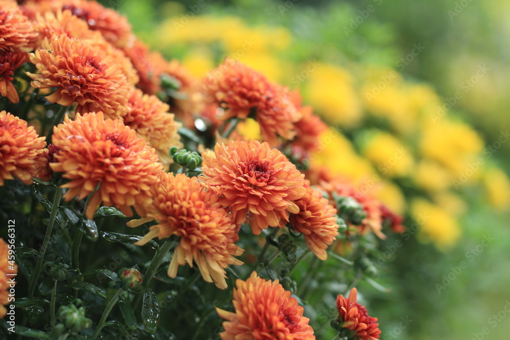orange mums in autumn orange mums in autumn