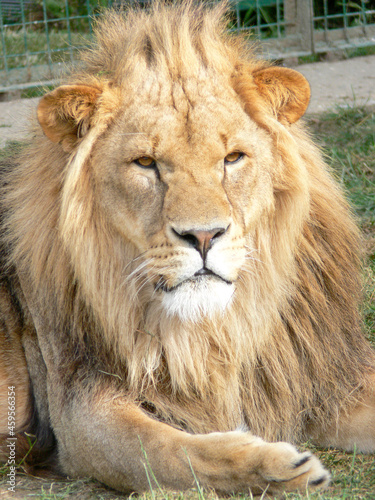 A majestic lion sitting on a wooden platform