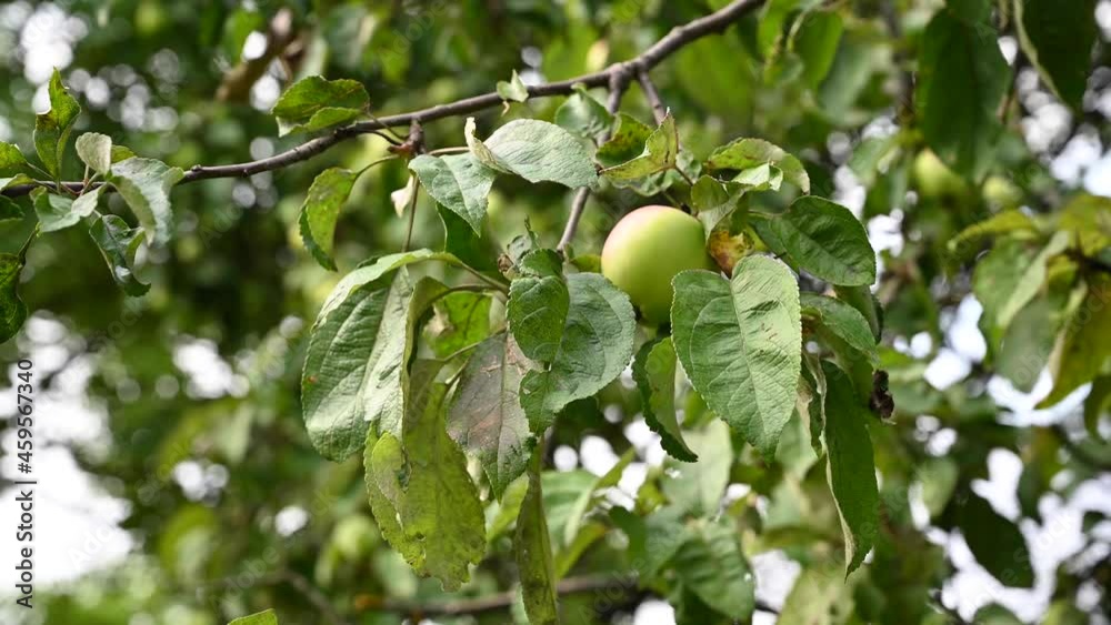 Branch of an apple tree with a green apple, movement in the wind. Video. High quality 4k footage Branch of an apple tree with a green apple, movement in the wind. Video. High quality 4k footage