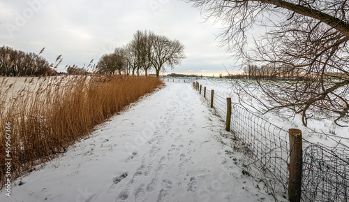 Footsteps in the snow on a ootpath with yellowed reed plants on the left and a wire mesh fence on the right. It is a cloudy winter day, the trees are bare. The photo was taken in the Netherlands. photo