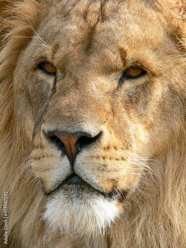 A majestic lion sitting on a wooden platform