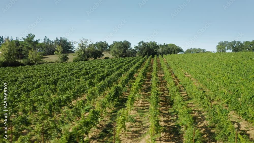 Overhead shot of vineyard field growing in rural landscape. Aerial view of grape plantation in Portugal, Europe. Farm area with rows of grape plants. Summer landmark on sunny day , 4k footage Overhead shot of vineyard field growing in rural landscape. Aerial view of grape plantation in Portugal, Europe. Farm area with rows of grape plants. Summer landmark on sunny day , 4k footage