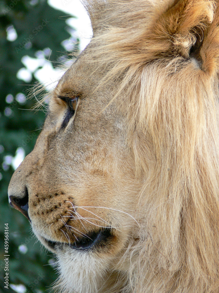 Fototapeta premium A majestic lion sitting on a wooden platform