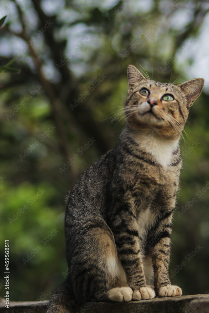 Cute curious cat sitting on the wall looking up with green and blurry background. Cat stock photo.