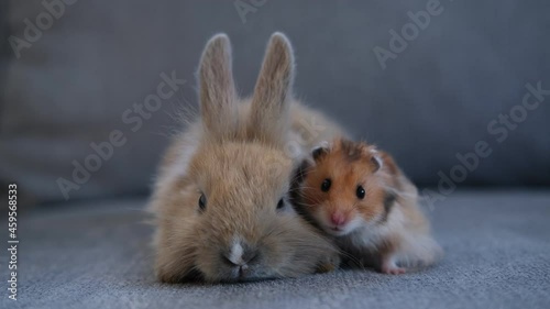 cute pets rabbit and hamster sit side by side on the couch