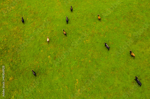 Drone flying over various brown white mustangs and cows running on meadow and graze grass on the farmland. Aerial view. Group of animals on pasture. Rural scene. Endangered free families of wild horse