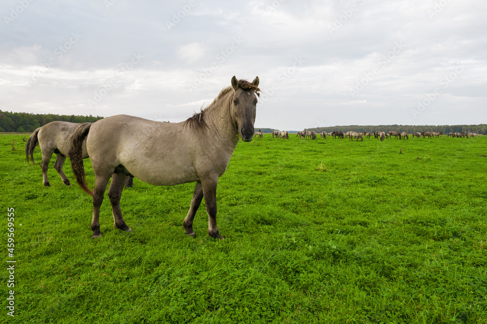 Drone flying around various brown, white mustangs and cows running on meadow and graze grass on farmland. Aerial view. Group of animals on pasture. Rural scene. Endangered free families of wild horse Drone flying around various brown, white mustangs and cows running on meadow and graze grass on farmland. Aerial view. Group of animals on pasture. Rural scene. Endangered free families of wild horse