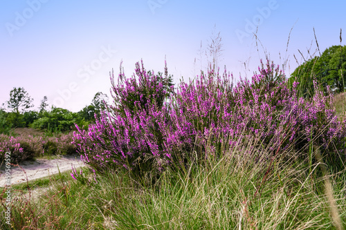 Fototapeta Naklejka Na Ścianę i Meble -  Purple flowering heather plant in Belgian National Park.