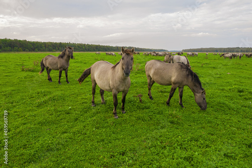 Drone flying around various brown, white mustangs and cows running on meadow and graze grass on farmland. Aerial view. Group of animals on pasture. Rural scene. Endangered free families of wild horse