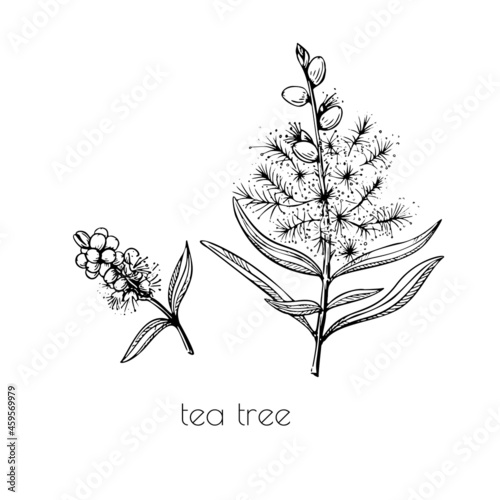 Tea tree sketch in vintage style. Nature background vector isolated outline color drawing. Line art.