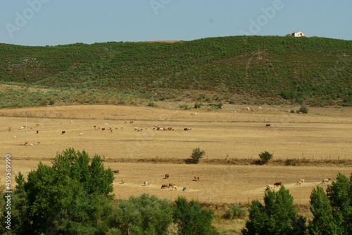 Vacas en amplios campos de cereal de una aldea de ganadería tradicional. © Jonatan Pablos