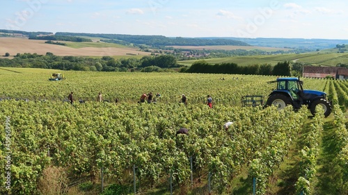 Obraz na płótnie Viticulture en Champagne, paysage de vigne pendant la vendange, avec un tracteur