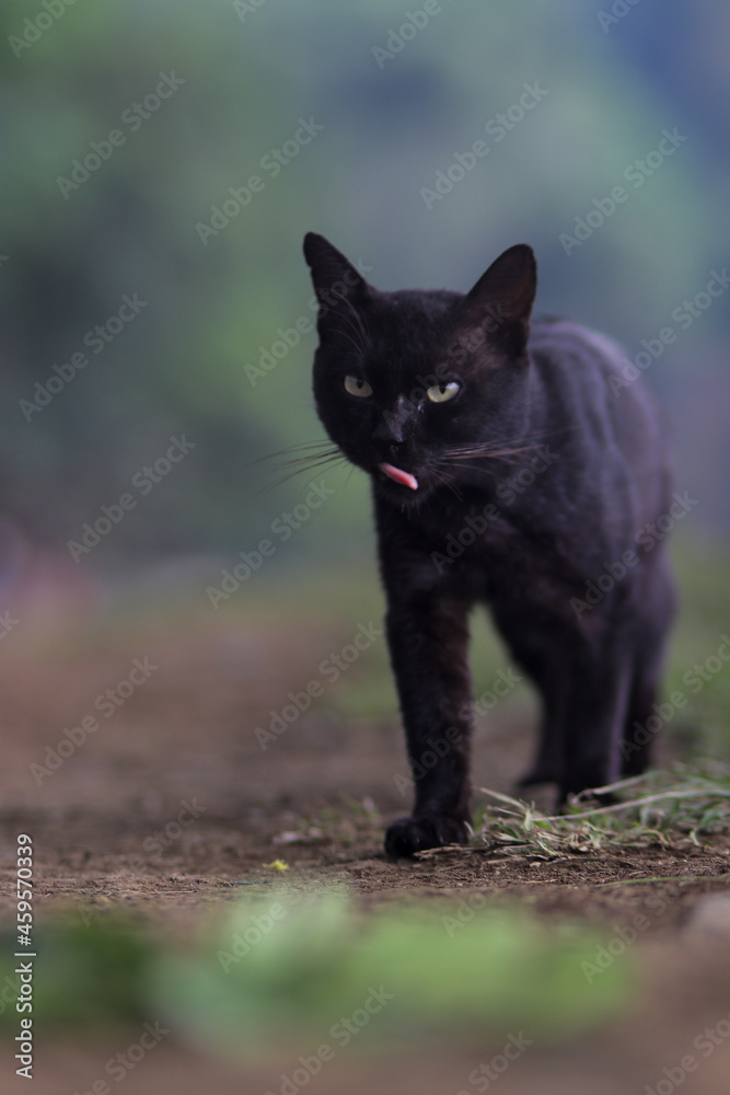 Cute black cat walking in the yard with weird expression and blurry background. Black cat stock photo
