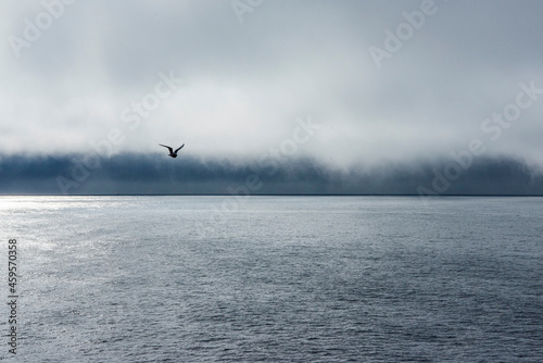 Bird, Arctic Ocean © goryachkincamera