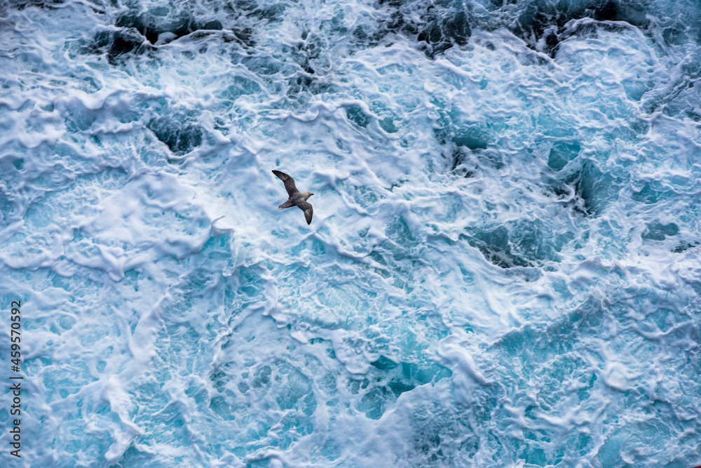 Obraz premium Water surface and bird, the North Pole