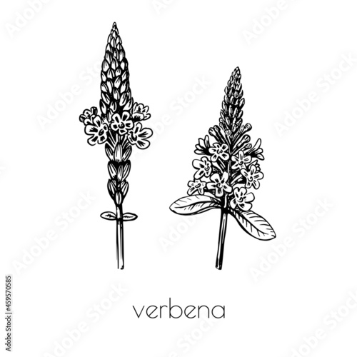 verbena flower sketch in vintage style. Nature background vector isolated outline color drawing. Line art.