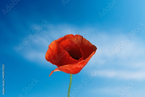 Poppy red flowers in garden  early spring on a warm sunny day  against a bright blue sky.