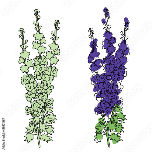 Delphinium flowers illustration