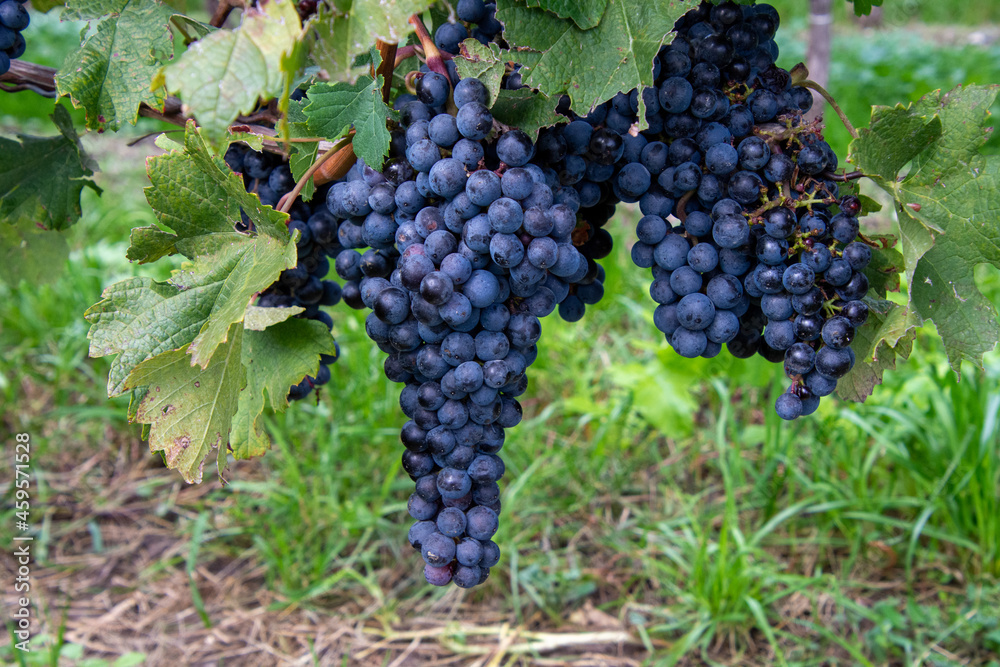 Bunch of Pinot grapes from a vineyard in the Niagara Valley, Canada