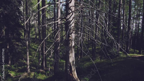 Retreating to the Alpine Wilderness: A Journey of Self-Discovery