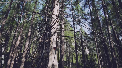 Unleashing the Spirit of Alpine Wilderness