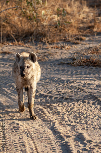 Hyena walking down a path in South Africa