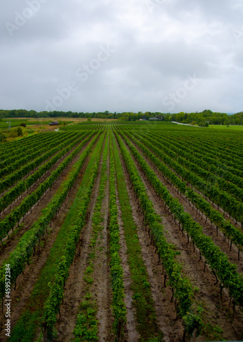Vineyards of a winery in Niagara valley  Ontario  Canada