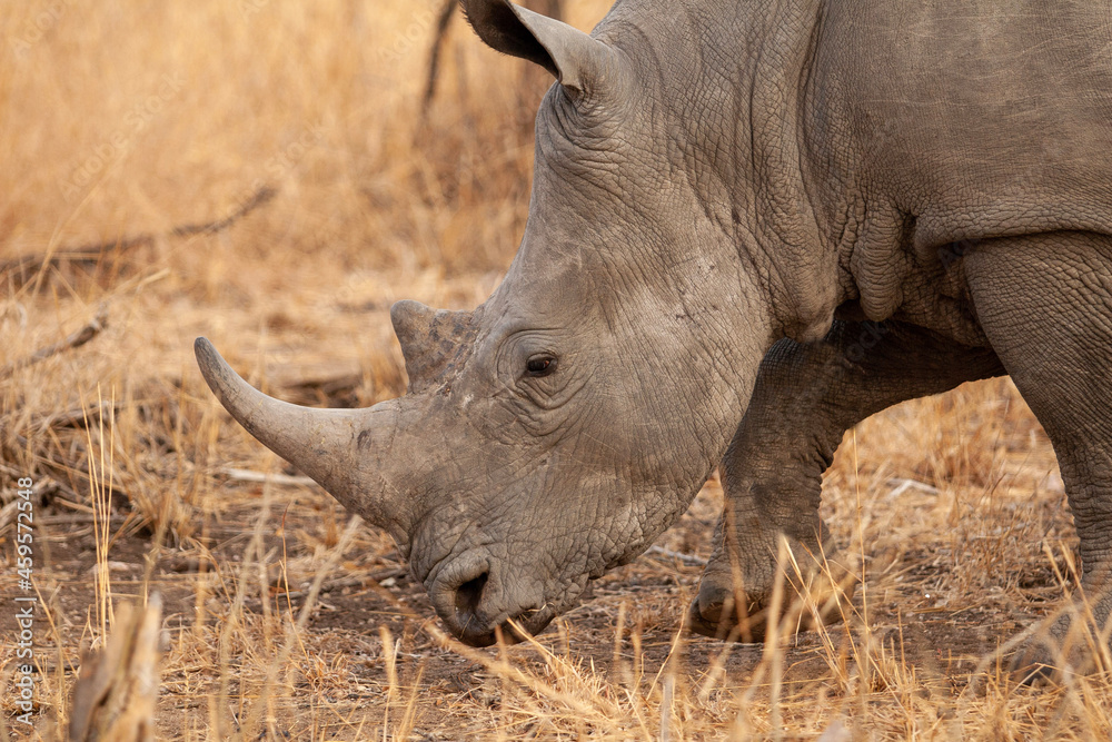 Fototapeta premium rhino in the wild