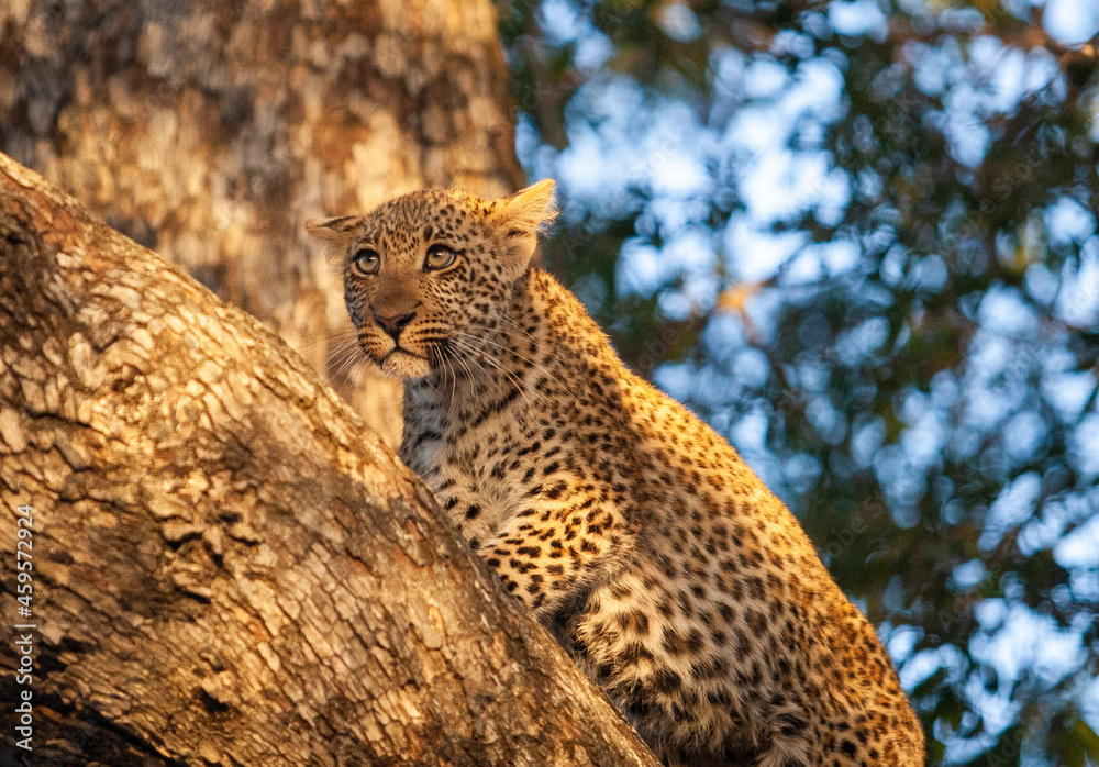 Obraz premium leopard in the tree