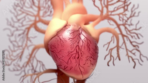 Human heart, 3d rendering, medically accurate illustration of the human heart anatomy
 with venous system photo