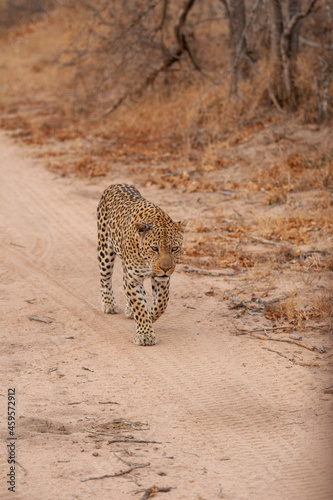 leopard walking down a path in south africa