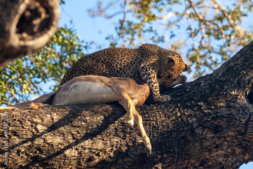 cheetah on the ground