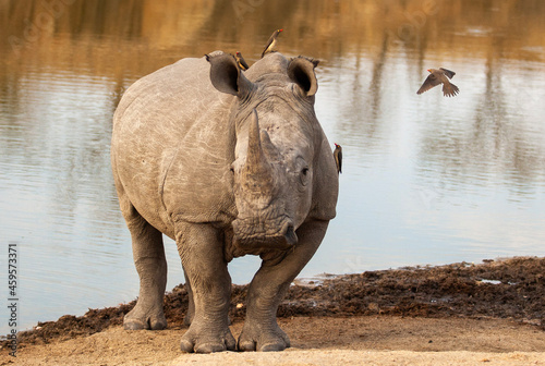 rhino in the river