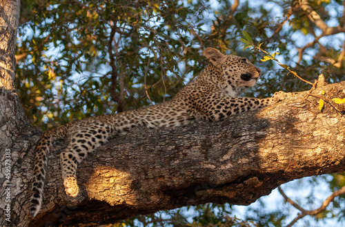 leopard resting on tree