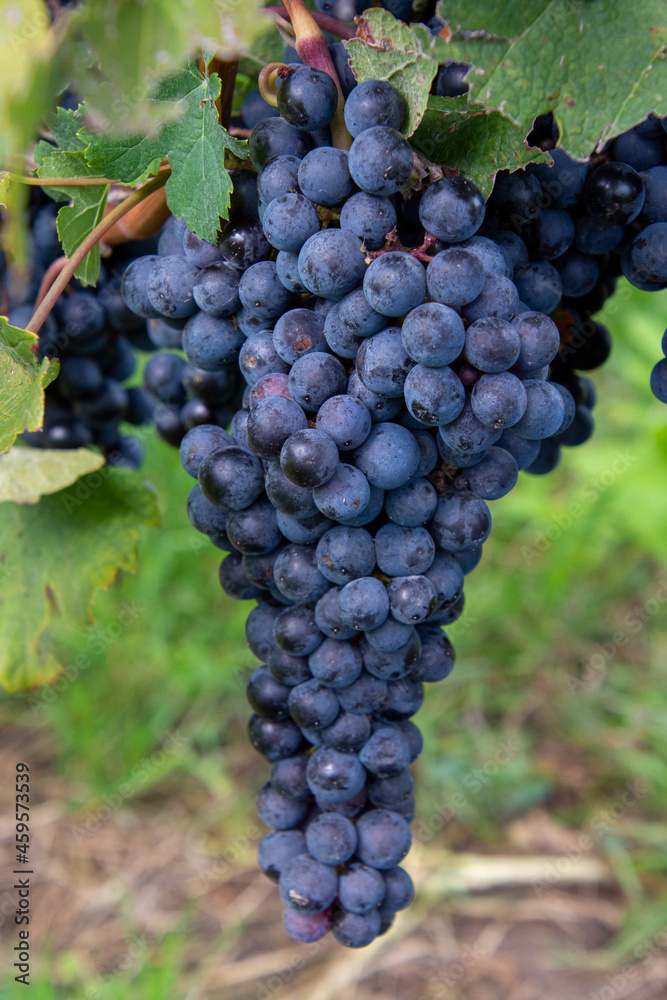 Bunch of Pinot grapes from a vineyard in the Niagara Valley, Canada