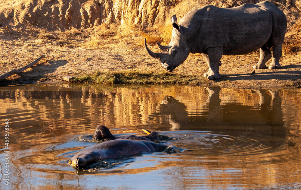 Fototapeta premium Hippo in water with a rhino looking on