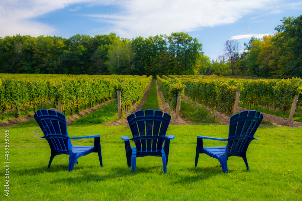 Vineyards of a winery in Niagara valley, Ontario, Canada