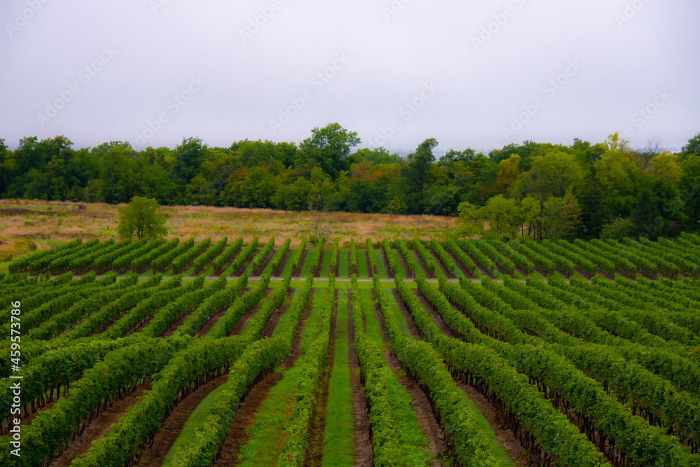 Vineyards of a winery in Niagara valley, Ontario, Canada Vineyards of a winery in Niagara valley, Ontario, Canada