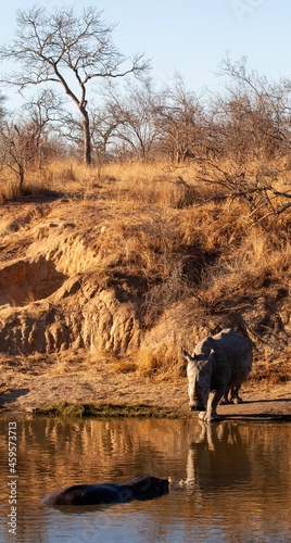 cow on the beach